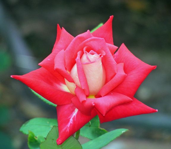 Love photo lov2013_07050040_zpscf109654.jpg